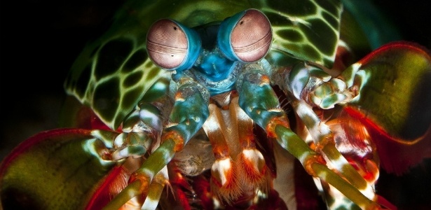 Camarão mantis e sua visão de diversas cores